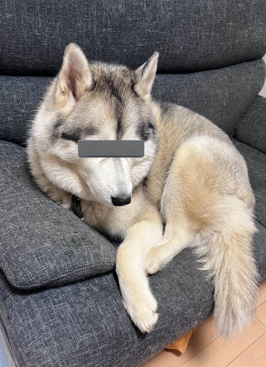 uug_p_hikari's tweet image. 帰ってきたら壁紙がない………………………？？？？？？？？