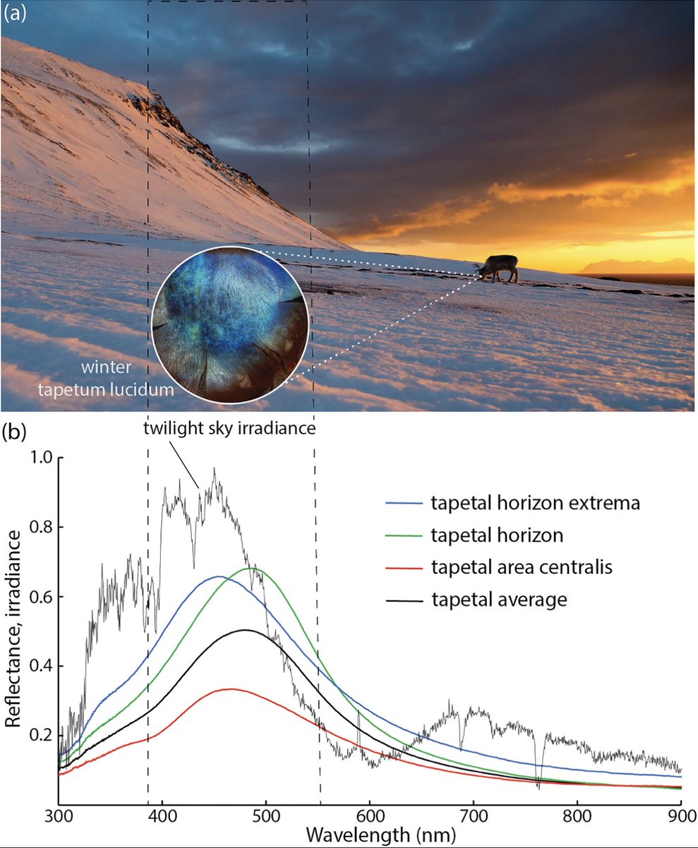 Anthony Speca tweet media