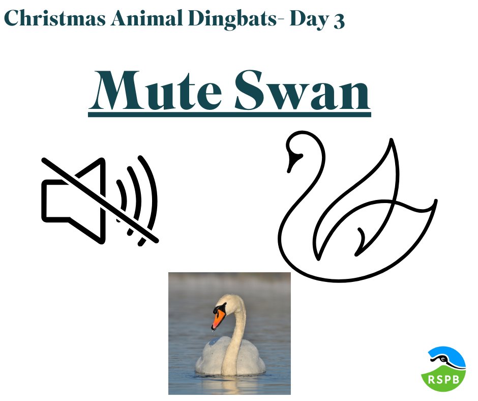 12 DAYS OF CHRISTMAS- ANSWER Did you solve the #Christmas #puzzle? A fun fact about Mute Swans is that their average lifespan is 10 years! Do you have any photos or stories about this animal? Let us know!