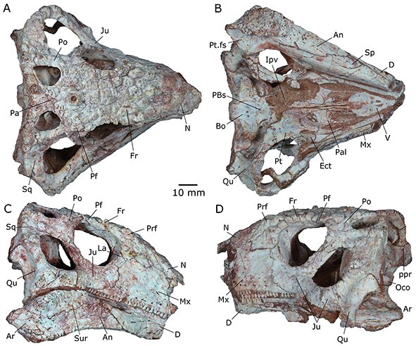New: Xing, Niu & Evans – A new polyglyphanodontian lizard with a complete lower temporal bar from the Upper Cretaceous of southern China doi.org/10.1080/147720…
