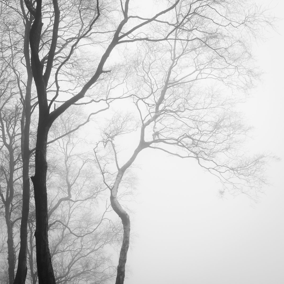 EliPWPhoto's tweet photo. I started out my photographic journey in the darkroom. Developing, exposing  and then seeing the print come to life, will always stick with me. I occasionally like to dabble in the B&amp;W, digital world. It's not quite the same but enjoyable all the same. #blackandwhitephoto #trees https://t.co/PSx9HO16Z5