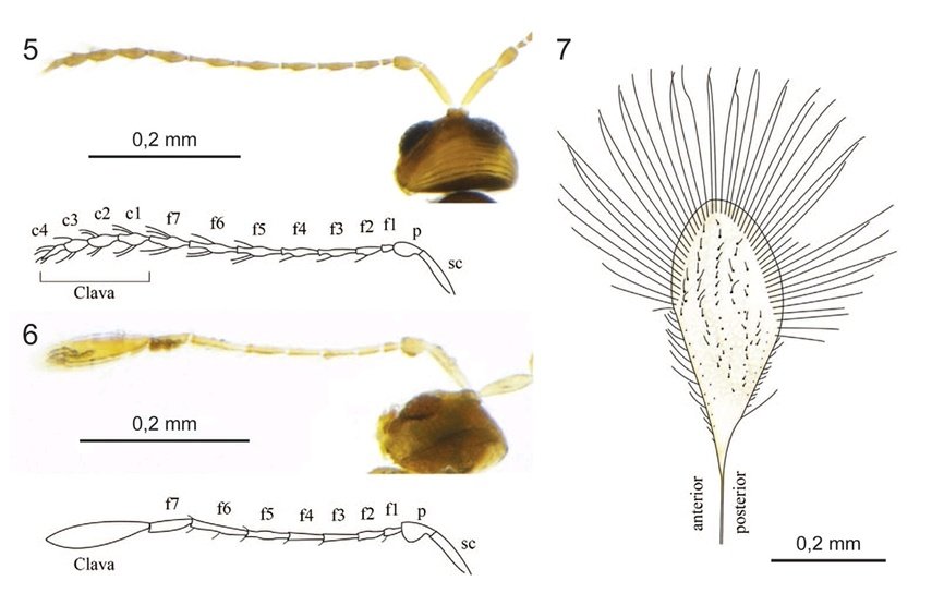 Sergio Álvarez-Parra (@srambarez) on Twitter photo This publication is a result of the scientific expedition #PlanèteRevisitée in Corsica 2019-2021. <a href="/Le_Museum/">Muséum national d'Histoire naturelle</a>
A nice collaboration with Claire Villemant and <a href="/bernardo_santos/">Bernardo F. Santos</a>!
It was an incredible experience to take photos to these tiny wasps 🔎🐝 This publication is a result of the scientific expedition #PlanèteRevisitée in Corsica 2019-2021. <a href="/Le_Museum/">Muséum national d'Histoire naturelle</a>
A nice collaboration with Claire Villemant and <a href="/bernardo_santos/">Bernardo F. Santos</a>!
It was an incredible experience to take photos to these tiny wasps 🔎🐝