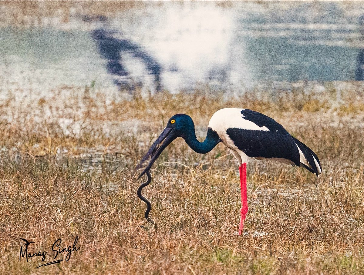 Meal time. #bharatpur #rajasthan #keoladeo #birdphotography