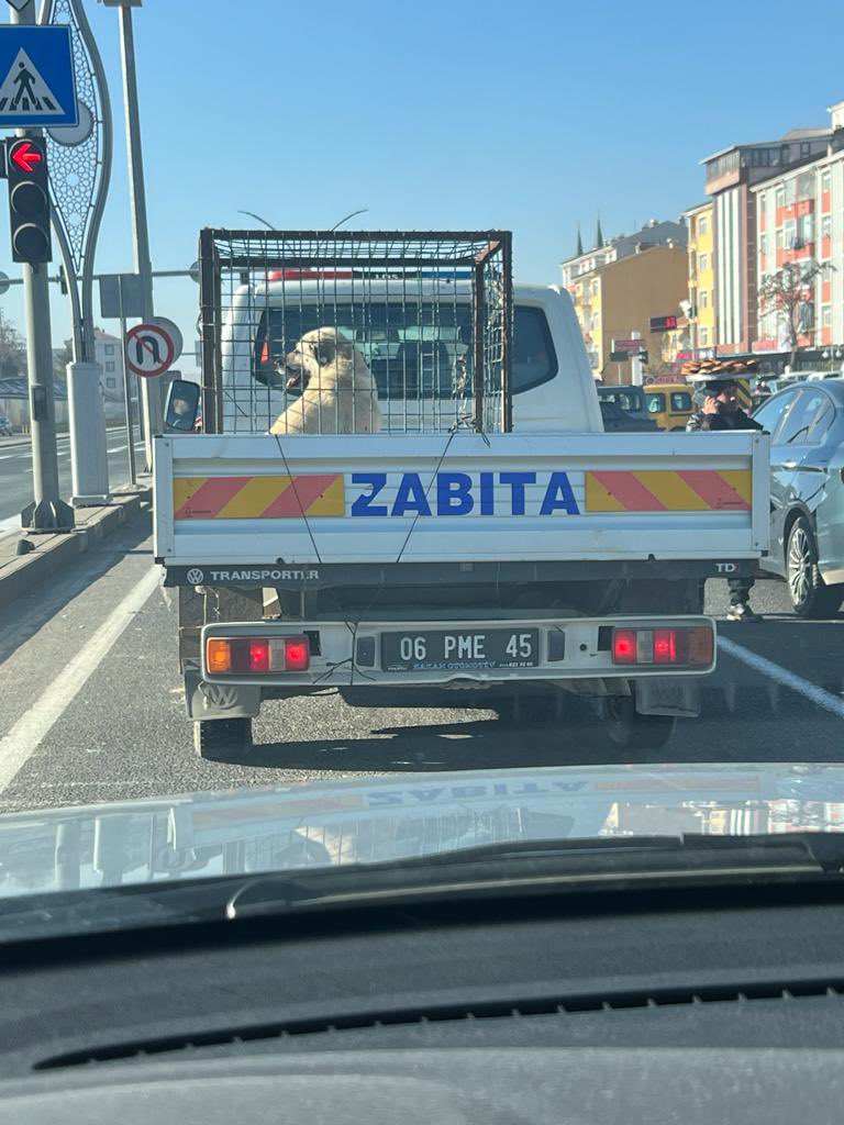 Bu olay POLATLI'da yaşandı. ABB ile ilgisi yok. Zabıta köpek toplayamaz, kafes bulunduramaz. Bu bir ihbardır. @ankaradkmp @DKMPAnkara @kadircokcetin06 @pervintuba @dr_ayhanozkan @vasipsahin