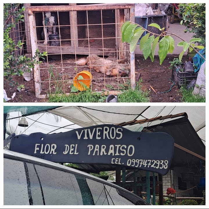 DefensoresAn's tweet photo. #Zhumir #Paute Reportan que murió ahorcado con la misma soga que vivió atado. Indican, que este lugar ya es conocido por tratar mal a los animales. Exigimos sanción @PauteMunicipio #RaúlDelgado https://t.co/lSvcIRT6S7