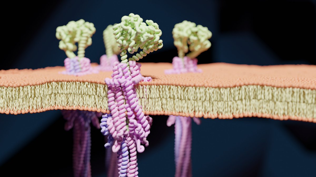 Nicholas M. I. Taylor Lab (@nmitaylorlab) on Twitter photo Very excited to release our Zorya anti-phage defense system preprint <a href="/HaidaiHu/">haidai HU</a> et al. Zorya has a rotary molecular motor with a 700 Å (!) tail. Wonderful collaboration with <a href="/SimonJacksonNZ/">SimonJackson</a>, <a href="/Salmo_Lab/">Marc Erhardt</a>, Richard Berry,<a href="/thenielsenlab/">Nielsen Lab</a> and <a href="/yongwangKU/">Yong Wang</a> bit.ly/474Wc6a #cryoEM Very excited to release our Zorya anti-phage defense system preprint <a href="/HaidaiHu/">haidai HU</a> et al. Zorya has a rotary molecular motor with a 700 Å (!) tail. Wonderful collaboration with <a href="/SimonJacksonNZ/">SimonJackson</a>, <a href="/Salmo_Lab/">Marc Erhardt</a>, Richard Berry,<a href="/thenielsenlab/">Nielsen Lab</a> and <a href="/yongwangKU/">Yong Wang</a> bit.ly/474Wc6a #cryoEM