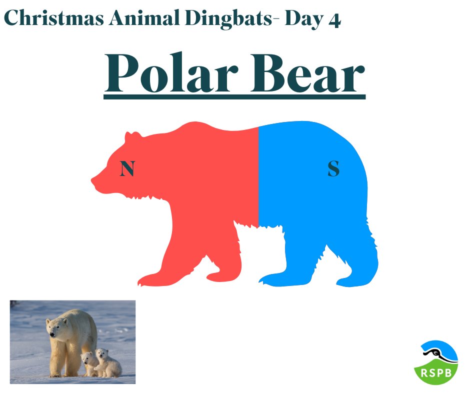 12 DAYS OF CHRISTMAS- ANSWER Did you solve the #Christmas #puzzle? A fun fact about Polar Bears is that they are actually classed as marine mammals. This is due to all the time they spend hunting on or around sea ice!