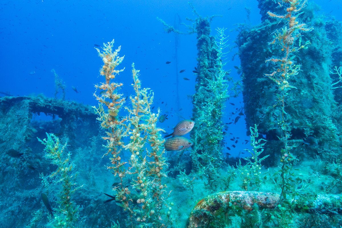 If you are looking for wreck dives in Europe, Malta is the ideal destination for you. Here is what you need to know about scuba diving in Malta. anomadspassport.com/scuba-diving-i… #scubadiving #malta #wreckdiving