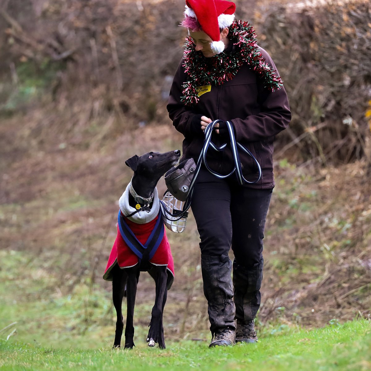 Here's how to get your dog used to wearing a coat 🧥 1. Leave it on the ground for your dog to investigate. 2. Start with just their head & feed them treats through the opening. 3. Now move it onto their body, encouraging & praising them. 4. Let them get used to wearing it 💛