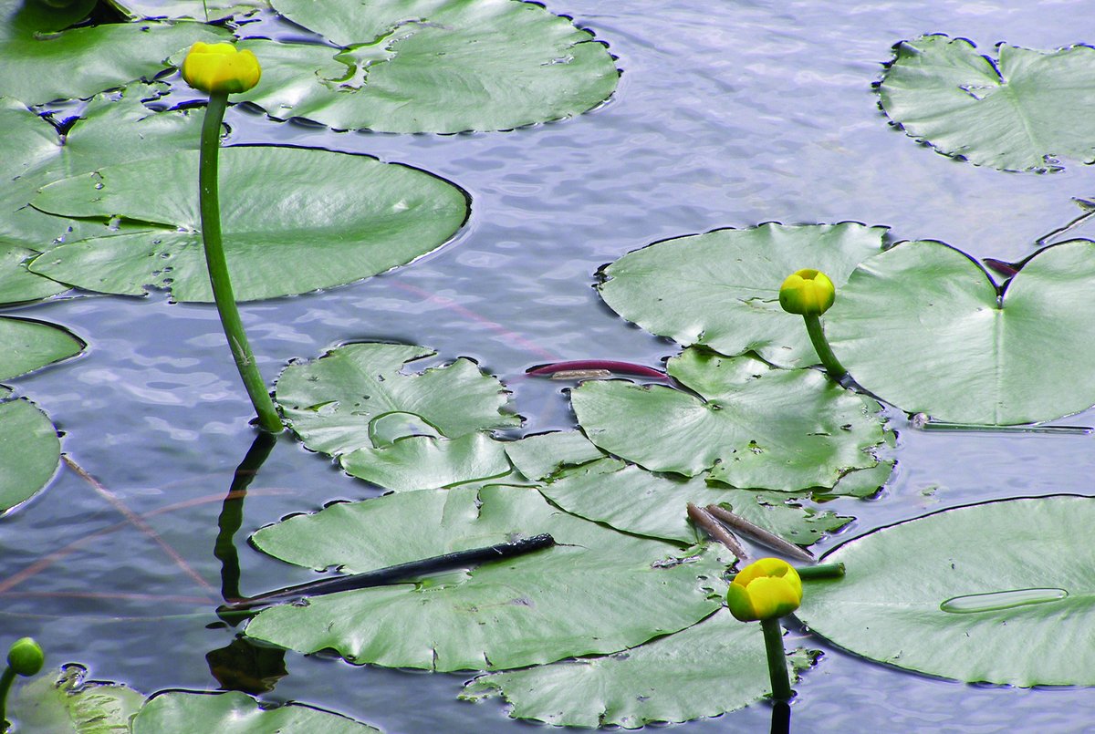 InlandFisherIE's tweet image. 🌿 Inland Fisheries Ireland publishes first ever #Irish book on #aquatic plants  🫧

📗 Over 400 species featured in Aquatic Plants in #Ireland-A Photographic Guide

🟢 Read more:  tinyurl.com/24xpub83