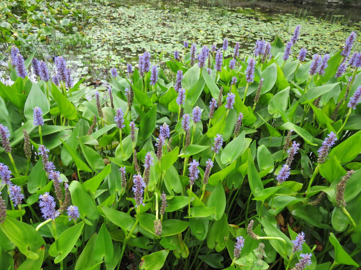 InlandFisherIE's tweet image. 🌿 Inland Fisheries Ireland publishes first ever #Irish book on #aquatic plants  🫧

📗 Over 400 species featured in Aquatic Plants in #Ireland-A Photographic Guide

🟢 Read more:  tinyurl.com/24xpub83