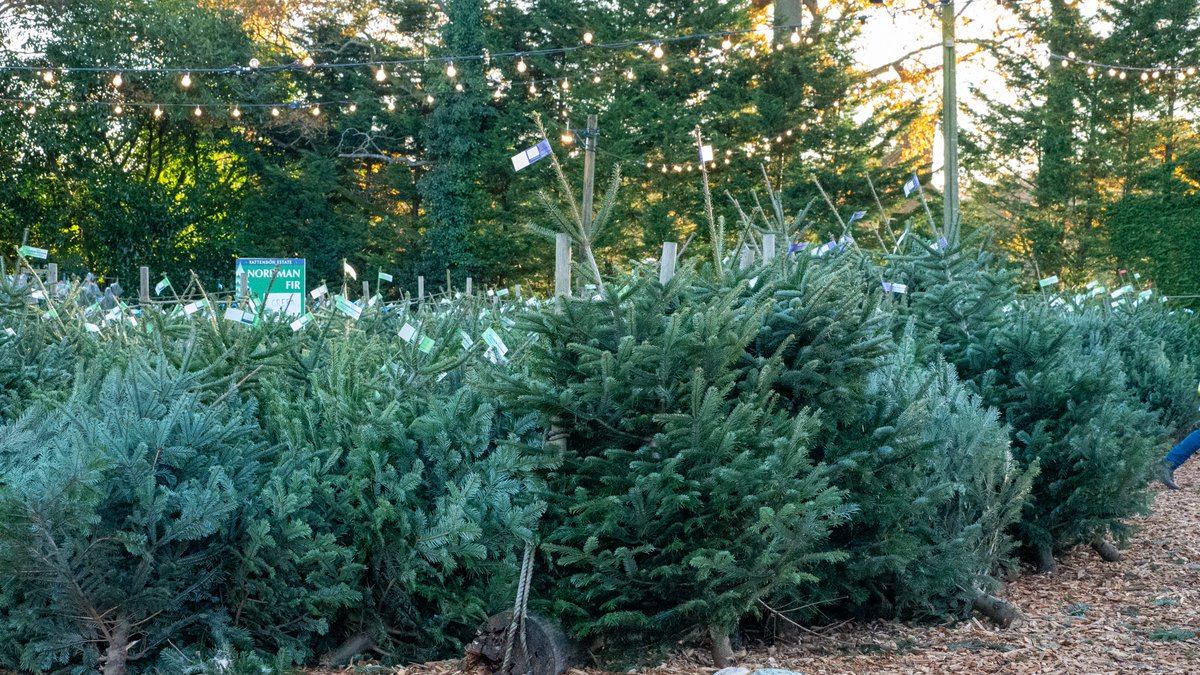 It's nearly Christmas!! 🎉

Get in the festive spirit and watch the British Christmas Tree Growers Association's <a href="/BCTGA/">BCTGA</a> video, exploring Christmas tree production and more! 🎄🎄

A great resource for all! >> countrysideclassroom.org.uk/resources?sear… 
#trees <a href="/LEAF_Education/">LEAF Education</a>