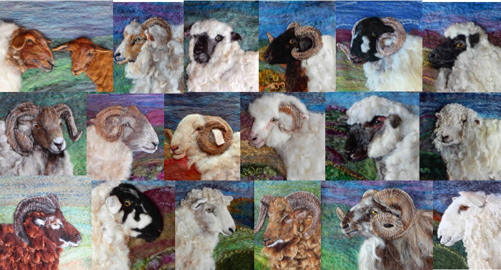 #advent 19- rare breed sheep #redfox #portland #oxforddown #norfolkhorn #lonk #llanwenog #northronaldsay #hillradnor #whitefacedwoodland #dorsethorn #dorsetdown #devonandcornwalllongwool #soay #derbyshiregritstone #cotswold #castlemilkmoorit #boreray #borderleicester