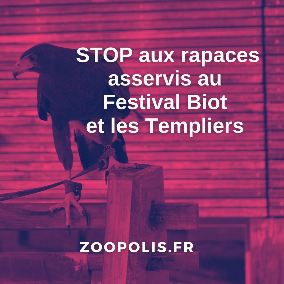 🦅PAZ demande à @VilledeBiot de ne plus programmer de spectacle de #rapaces au nom de la condition animale.

🖋️Nous demandons à @JPDERMIT de s'engager à refuser d'apporter le soutien de la Mairie aux spectacles de rapaces à la Fête médiévale de #Biot 

➡️zoopolis.fr/nos-campagnes/…