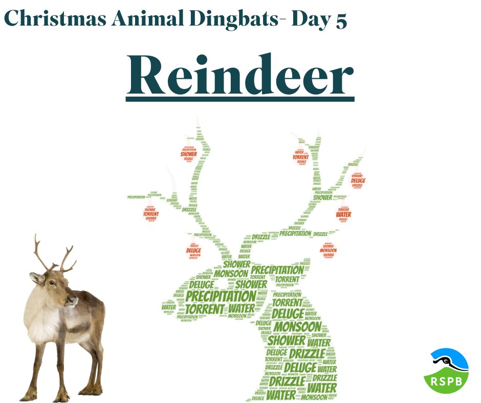 12 DAYS OF CHRISTMAS- ANSWER Did you solve the #Christmas #puzzle? A fun fact about Reindeer is that they click as they walk. This is because of a tendon in their foot which clicks as is passes over a bone! Do you have any photos or stories about this animal? Let us know!