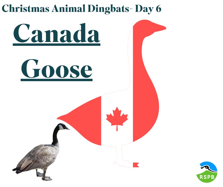 12 DAYS OF CHRISTMAS- ANSWER Did you solve the #Christmas #puzzle? A fun fact about Canada Goose is that they are our largest goose species- they weigh nearly 5 kilograms! Do you have any photos or stories about this animal? Let us know!