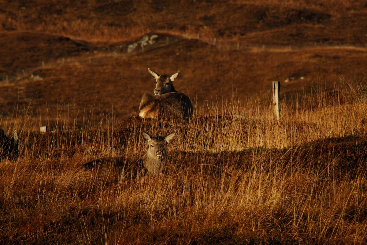 Caught a glimpse of these majestic Scottish deer!🍁Ever had a close encounter with wildlife that just took your breath away? 
-
#wildscotland #deerspotting #NatureEncounters #scottishwildlife #majesticdeer #naturephotography #wildlifeadventure