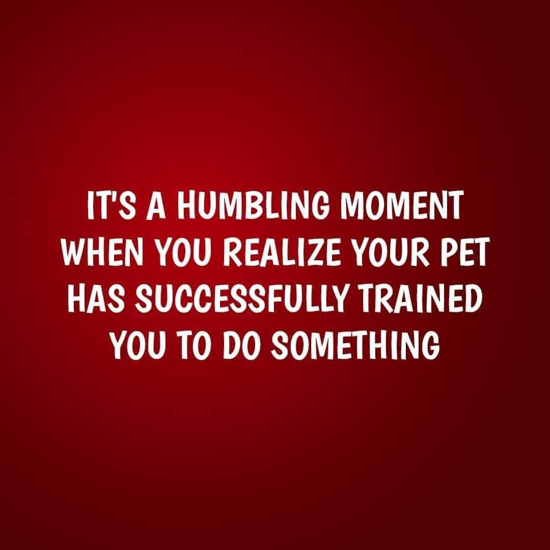 😂😂😂
.
.
.
.
.
.
#PetQuote #DogQuote #PetQuotes #DogQuotes #PetParent #DogParent #PetParents #DogParents #PetOwner #DogOwner #PetOwners #DogOwners #DogMom #DogDad #DogMama #DogLovers #DogLover #PetLover #PetLovers #CanineLovers #DogObsessed #DogObsession #DogBoss #BossyDog