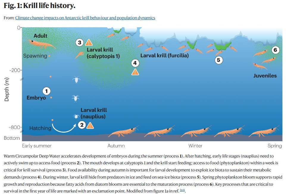 🚨New Review Climate change impacts on Antarctic krill behaviour & population dynamics @SoKawaguchi, @DBahlburg, @psycho_kriller, @emma_cavan, @DeviVeytia et al. discuss the drivers & changes in Southern Ocean krill nature.com/articles/s4301… Free-to-read: rdcu.be/dtZGo