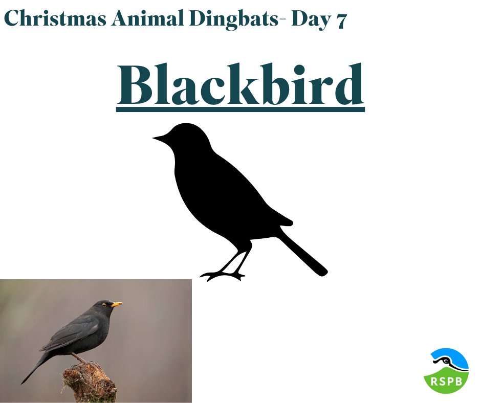 12 DAYS OF CHRISTMAS- ANSWER Did you solve the #Christmas #puzzle? A fun fact about Blackbirds is that in folklore, a Blackbird nesting close to a house was a sign of good luck. Do you have any photos or stories about this animal? Let us know!