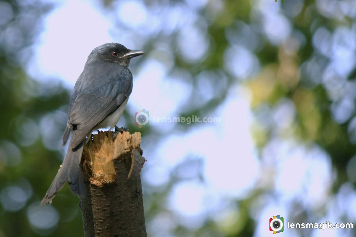 White Bellied Drongo | Dicrurus caerulescens | Lensmagik.com - go.shr.lc/3RKFswx #whitebellieddrongo #drongobird #birdsofGujarat #longtailbird #birds #birdwatching #birdphotography #wildlifephotography #forktailbird #drongobirdbreedingseason