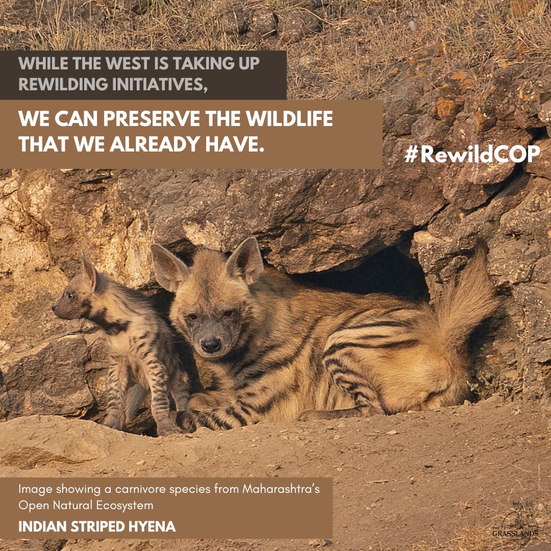 #rewildcop #cop28 #rewild For too long, #policymakers have ignored wild, functional nature with an abundance of #wildlife species as a #climatesolution . #carnivores #climate #climatechange #carbonsequestration #maharashtra #climatesolutions #wildlife #policy #indianwildlife