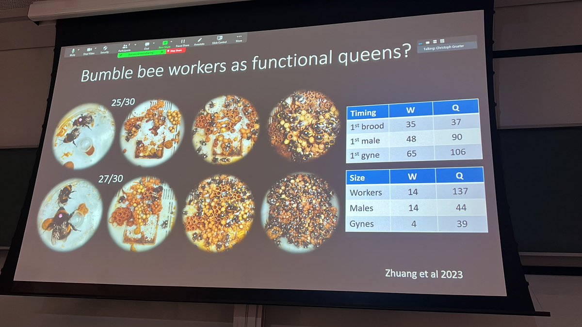 Mark Brown reveals that artificially inseminated bumblebee workers can act as queens (from nest foundation to mature nests!), and explores the implications for understanding superorganismality… #IUSSIBristol