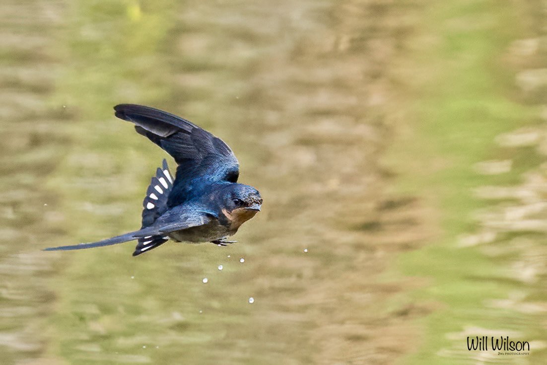 The awesome manoeuvrability of an Angola Swallow… 📍@nyandungupark #Kigali #Rwanda