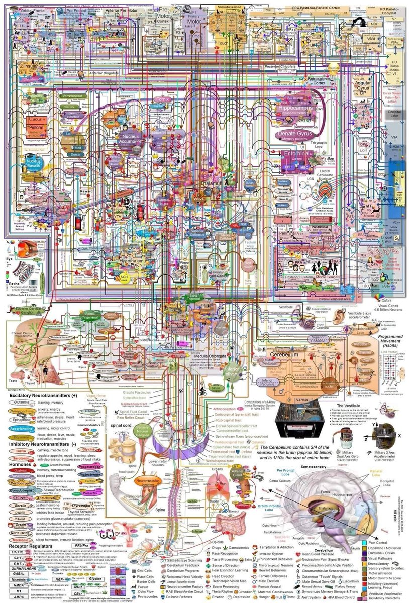 Illustrated map of human brain function, otherwise known as all the processes the #SARS virus can fuck around with, given its ability to cross the #BloodBrainBarrier. 

#SARSCoV2 #Covid #LongCovid