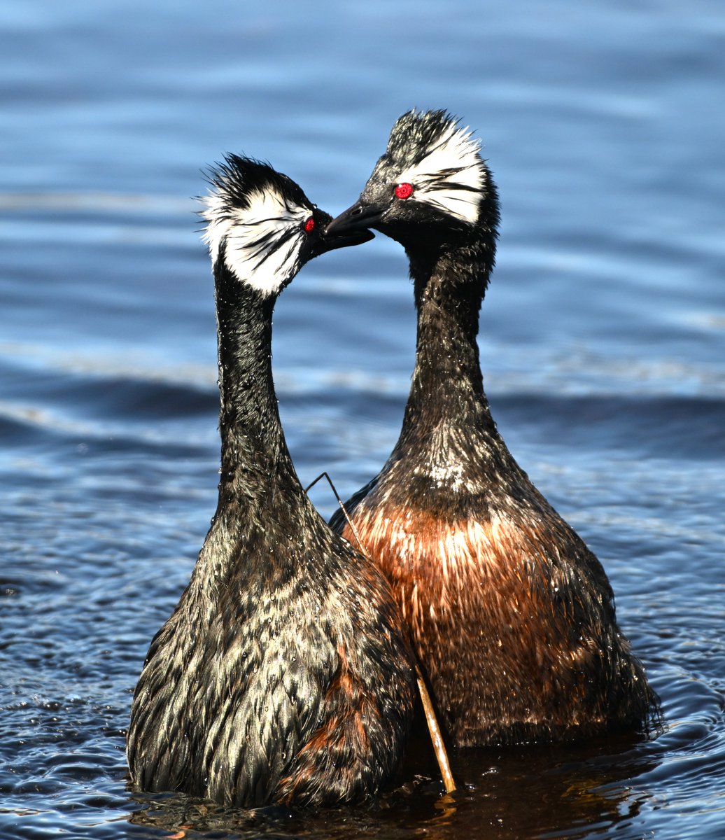 Fab to see the pair of White-tufted grebes courting on the Chartres river this afternoon, #loveisintheair #groovygrebes #wildlife #summerloving #River