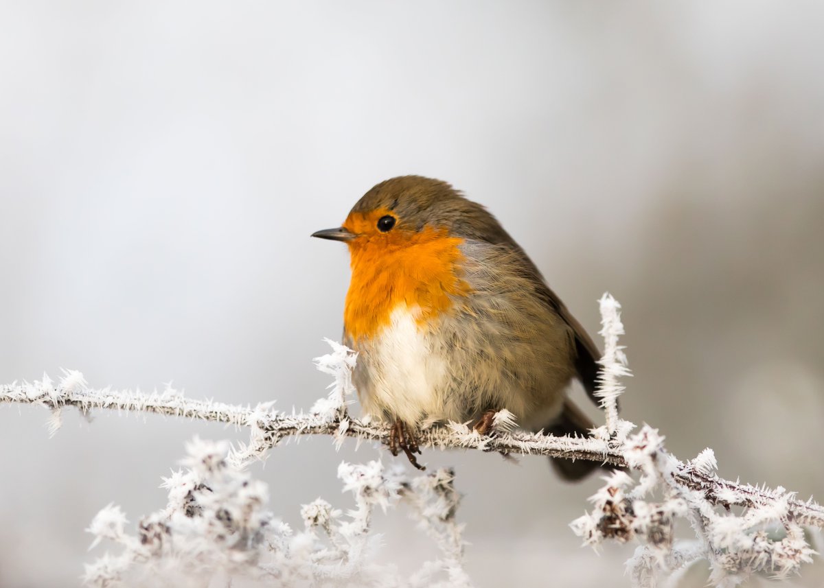 "When robins appear, loved ones are near." I haven't shared much recently. Mum's death still burns a hole of missing her. Life goes on, but will never be the same and I dream of her most nights. She'd be proud to see her legacy live on through her daughters and grandchildren.