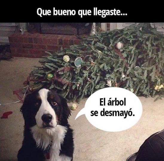 #ohmygod #ohmydog #trees #ChristmasTree #cute #funnypets #pets #mascotas #petsarefamily #SweetHome #navidad #FelizNavidad #perros #humor 🙄🫣😃😱🤣