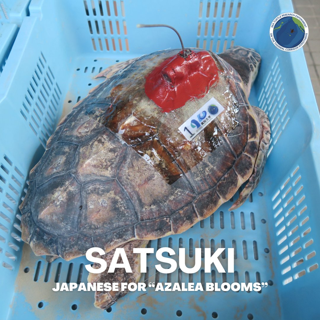 Meet Satsuki 🐢, a loggerhead turtle from the inaugural cohort of the STRETCH Project, named after the Japanese word for azalea blooms.  

Satsuki has traveled over 2,000 km (1,243 miles) since July 11th!  

Follow us for updates! 
loggerheadstretch.org 

Credits:
Ralph Pace