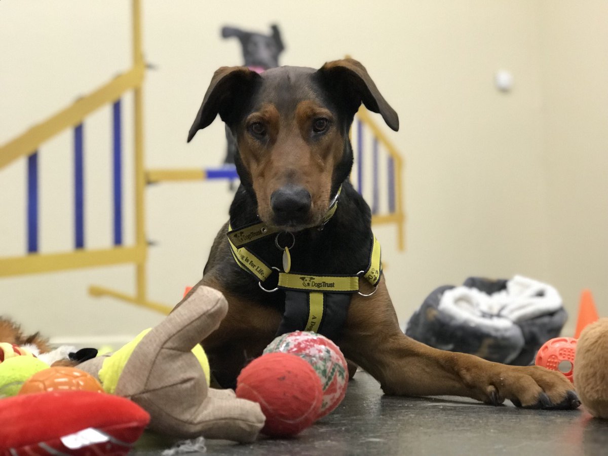 JAX with his best Rudolf impression @DogsTrust #Ilfracombe 💛🐶💛 Jax is looking for a home. 🏡 dogstrust.org.uk/rehoming/dogs/… #ADogIsForLife #RescueDog