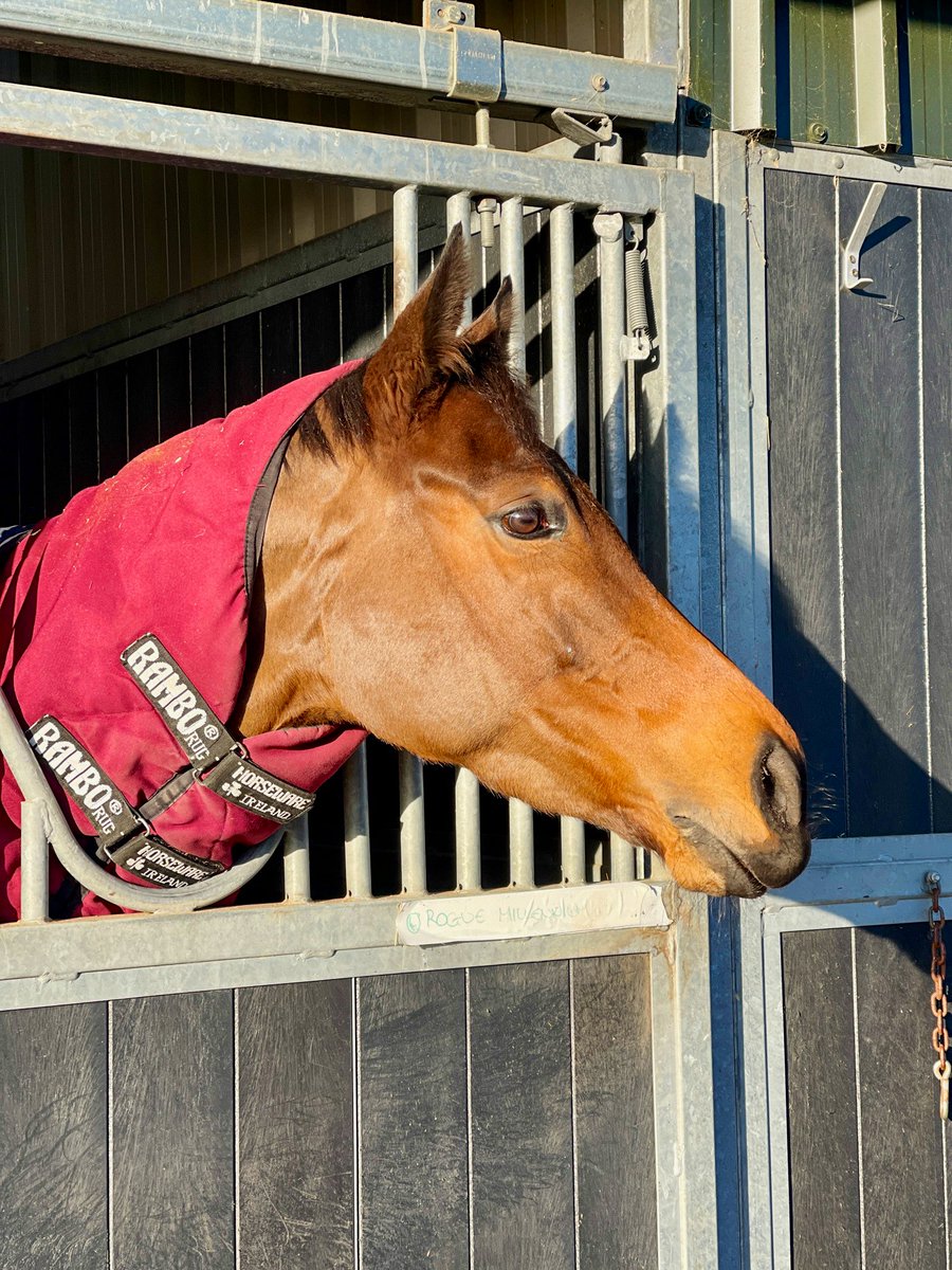 It’s Christmas week & we want to express our sincerest thanks to everyone for all your hard work, year round. New girl “Rogue Millennium” is definitely enjoying her holiday & got the hang of being spoiled quickly! @JosephOBrien2 @NorelandsStud @barrylacy1 @drlanigan @TedDurcan 🍀