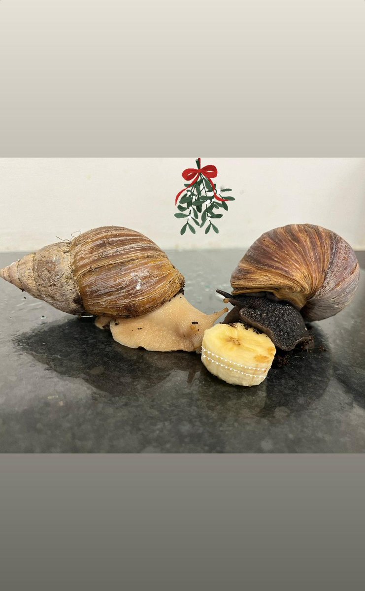 On the seventh day of Christmas, my true love sent to me seven snails a sliming, Six scorpions whipping, Five golden orbs, Four crawling grubs, Three green beans, Two hermit crabs, And a ta-ran-tu-la called Rosie. #TwelveBugsOfChristmas