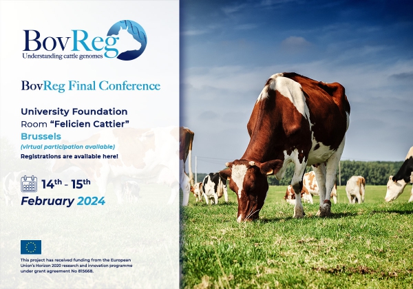 🐮BovReg Final Conference! 🌐📅
🔍Elevating bovine breeding through cutting-edge genetic research! Improve cattle health, productivity, &amp; sustainability🌐 Onsite &amp; Online 

🗓 14th-15th February 2024 
📍 Brussels, University Foundation
Register Now! 📝
bovreg.eu/bovreg-final-c…