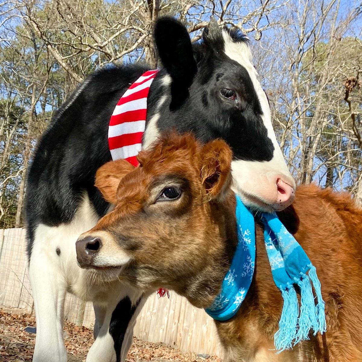 Bundle up out there, it’s getting cold! And in the meantime, this classic Jenna and Maisie glamour shot is sure to warm your heart! Support our 501c3 NonProfit Farm Animal Sanctuary at lifewithpigs.kindful.com/?campaign=1262…