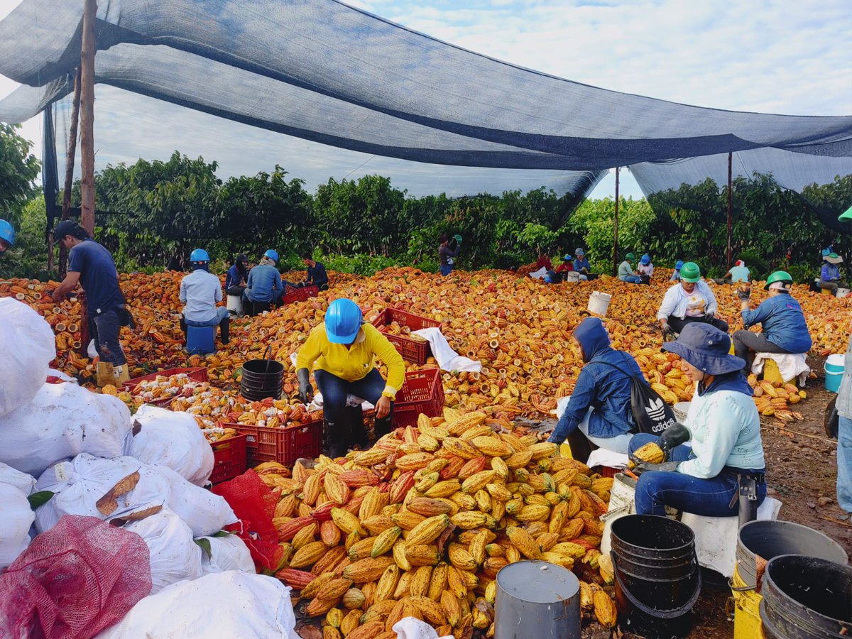 Viendo producción Cacao de Luker - Villanueva C/nare se concluye que podemos hacer mucho para alcanzar niveles productivos superlativos si somos eficientes en agronomía y recursos Las entidades de @consejocacao juntamos acciones para enfocarnos en hacer cultivos más productivos
