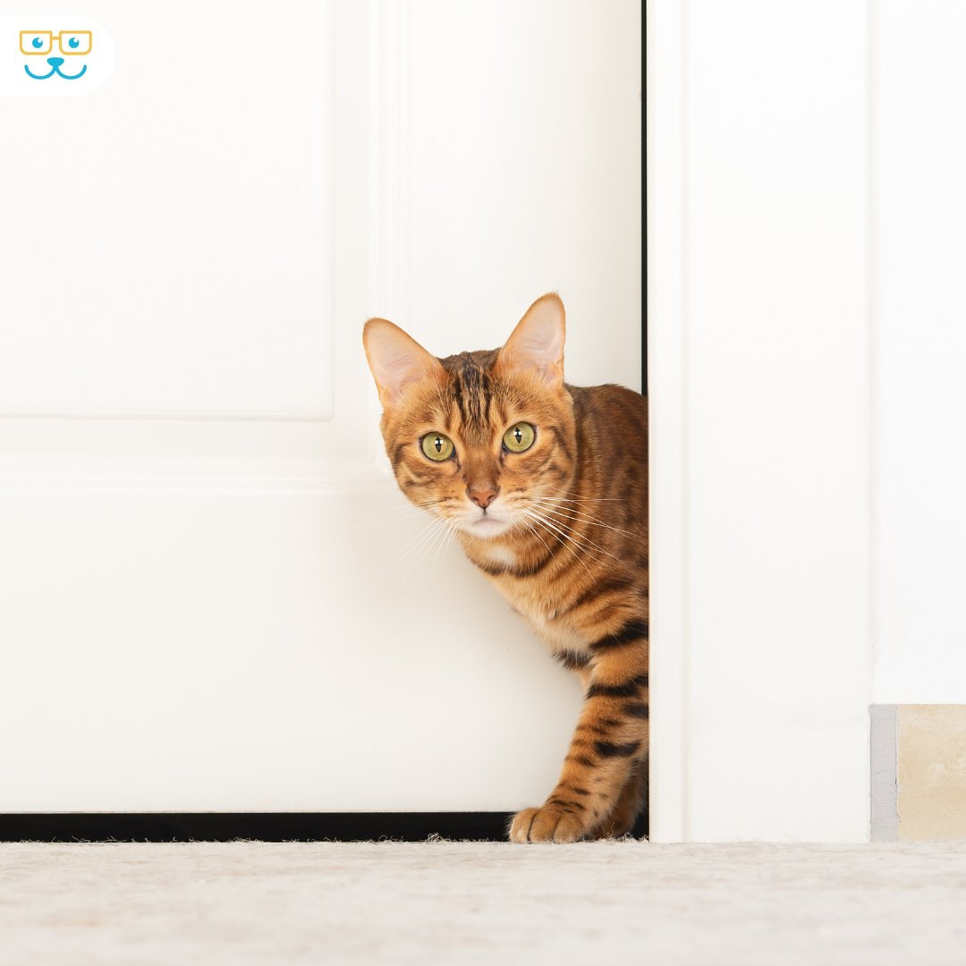 With festivities and visitors, accidents can happen. We recommend microchipping your cat to ensure a swift return if they go missing. ❤️ Take action today for a worry-free celebration. #PetProtection #HolidayPreparedness #PetMicrochipping