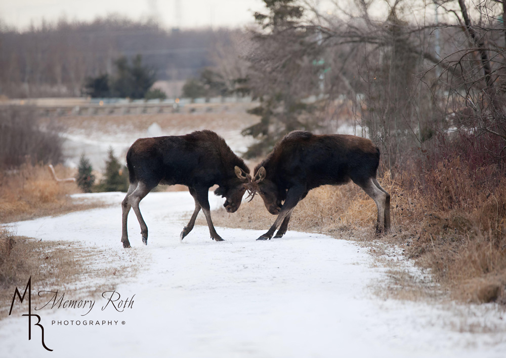 Memory Roth (@memoryroth) on Twitter photo Some days are just great moose days in St. Albert!! <a href="/CityofStAlbert/">City of St Albert</a> @stalbertchamber #moose #stalbert #photography #canon #albertawildlife #urbanwildlife Some days are just great moose days in St. Albert!! <a href="/CityofStAlbert/">City of St Albert</a> @stalbertchamber #moose #stalbert #photography #canon #albertawildlife #urbanwildlife
