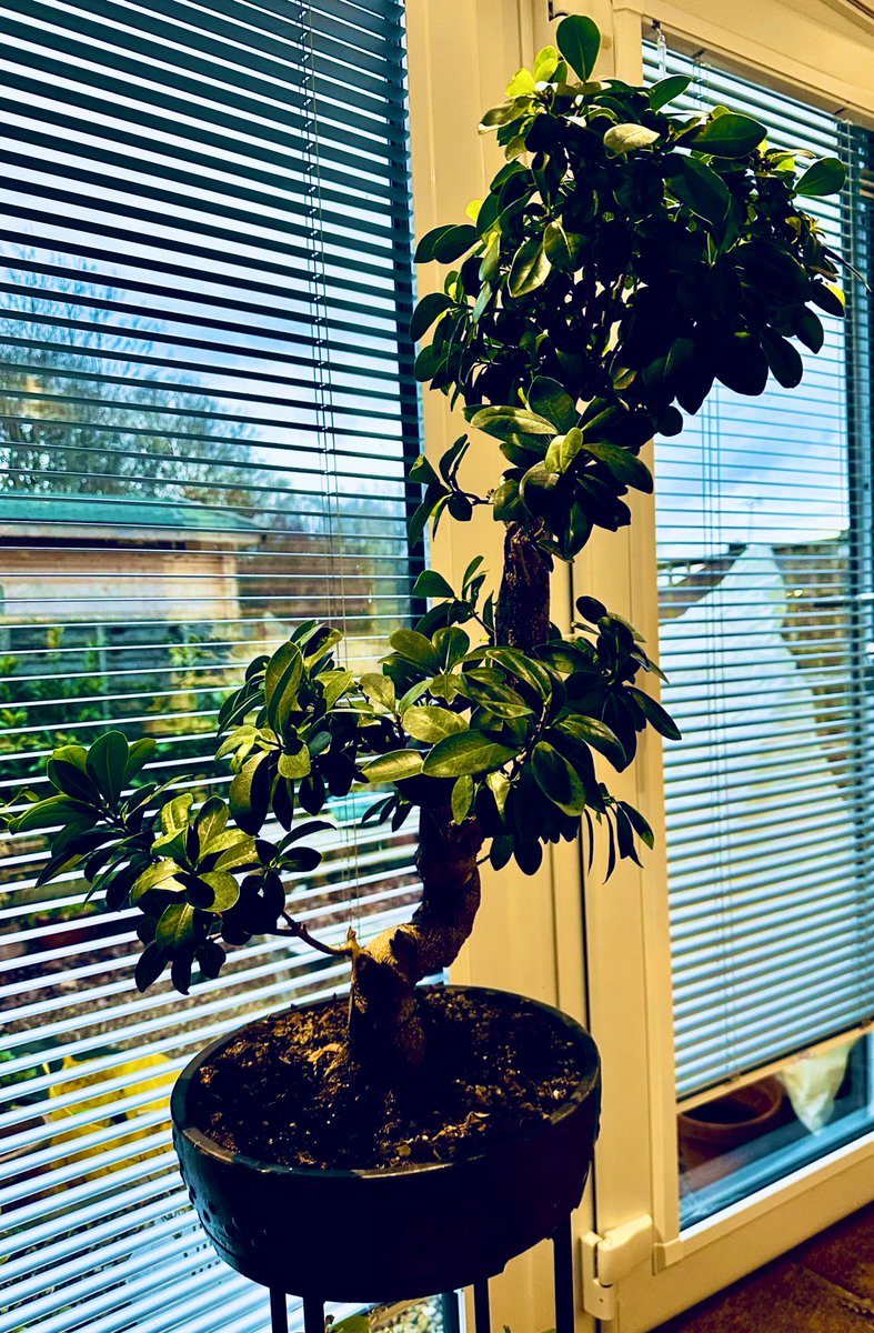 My fig bonsai. #bonsai #tree #GardeningX