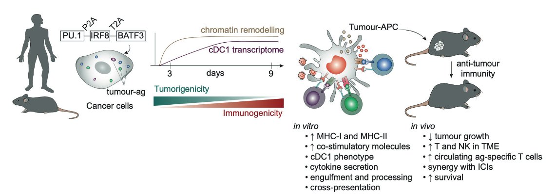 CellReproLab's tweet image. 📚5-min read worth of your time:  'Orchestrating an Immune Response to Cancer with Cellular Reprogramming' now published in Genes and Immunity @SpringerNature.
We discuss the potential of #reprogramming cancer cells to dendritic cells as a novel cancer #immunotherapy modality!