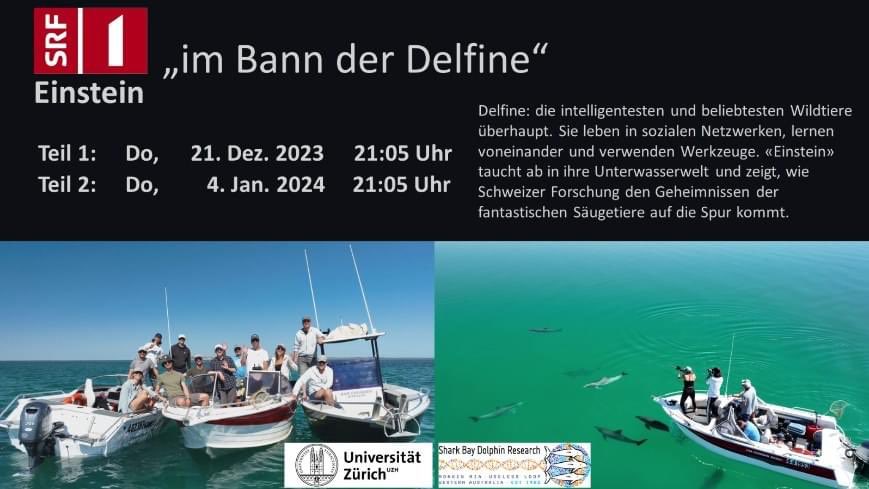 In the last years, Shark Bay's remarkable dolphins have appeared on the BBC's Animal Einsteins, Netflix's ANIMAL, and in The Secrets of Friendship on CBC. Now it's Switzerland's turn, with the two-episode Under the Spell of the Dolphins on SRF's Einstein. Enjoy it if you can! :-)