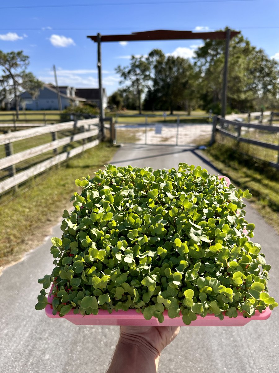 Feast your eyes on these gorgeous greens! 😍 If there was ever a beauty pageant for #microgreens, we'd crown these little wonders the winners! From our friends @farmtoforage using ReNu Terra 

#sustainableagriculture #indoorgrowing #hydroponics #verticalfarming #greenhouse #cea