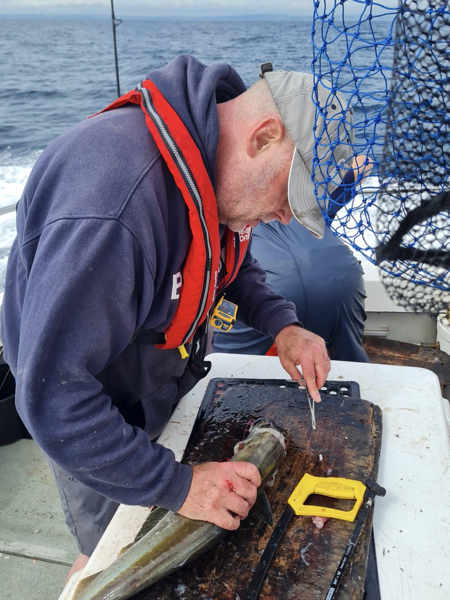 YourFishingNews's tweet photo. Simon Thomas extracting an otolith (ear bone) from the head of a pollack. These are used to age the fish. https://t.co/0Ab2ednv5B