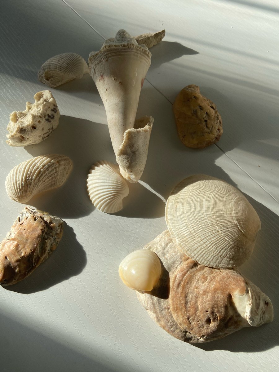 Cherish these symbols of growth and fragility. 🌍💙 Each shell narrates resilience in our ecosystems. Let's preserve these wonders! 🌿🌊 #ShellLife #NatureMarvels #ProtectOurEcosystems

Reminds me of Christmas on the sand, vacation anyone?