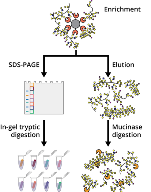 🎉🎉New Malaker lab preprint online now! We improved our mucin-selective enrichment technique to achieve higher throughput, lower sample input, and a higher number of mucins and O-glycopeptides detected! #mucinome #glycotime 🧵👇
doi.org/10.1101/2023.1…