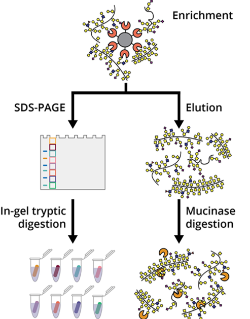 🎉🎉New Malaker lab preprint online now! We improved our mucin-selective enrichment technique to achieve higher throughput, lower sample input, and a higher number of mucins and O-glycopeptides detected! #mucinome #glycotime 🧵👇 doi.org/10.1101/2023.1…