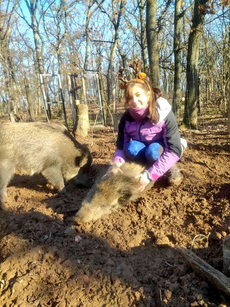 Paula_PeFraga's tweet photo. And that's a wrap.
I am going to miss these beasts, but for now, we will all take a break. Happy Winter Solstice to everyone, Merry Christmas and Boldog Karácsonyt! 🎄❄️🕯
#wildboars #pigcognition #pigbehaviour https://t.co/v6MKQDu9Q2